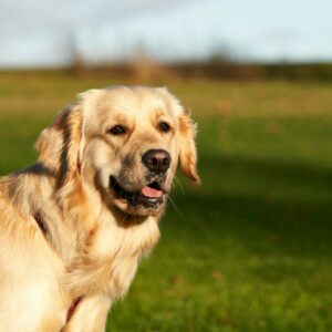 Golden Retriever Hund steht auf einer grünen Wiese im Freien